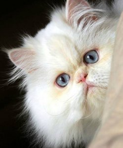 1390472_665867706791805_1418750001_n