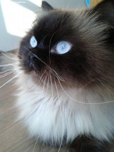 himalaja-perzsa-cica-fedeztetest-vallal_11366015812